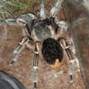 Meet your Posher, Steven